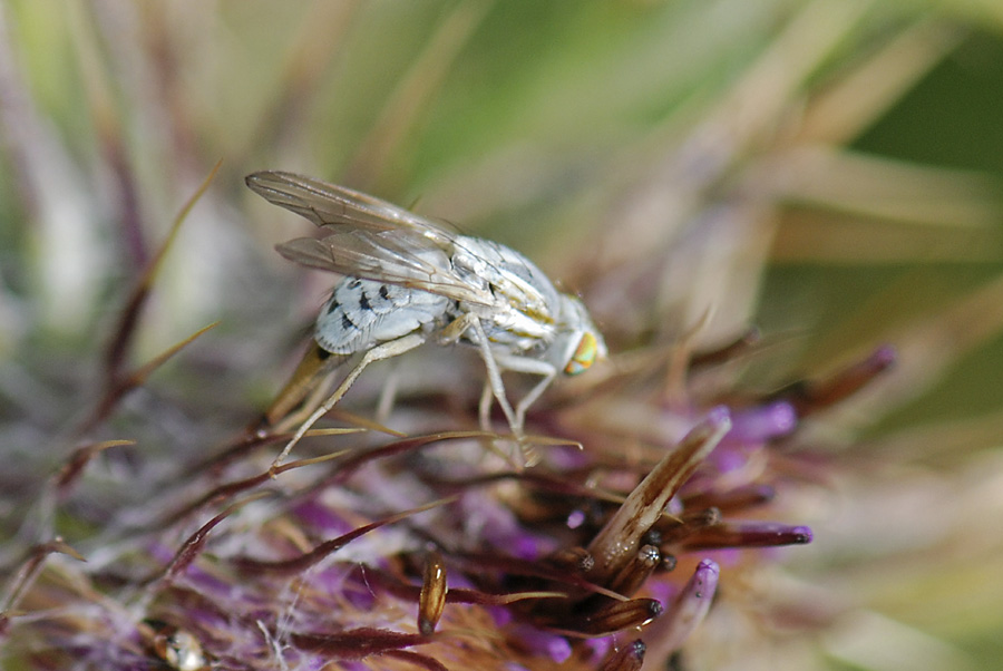 Mosca bianca in deposizione da id.